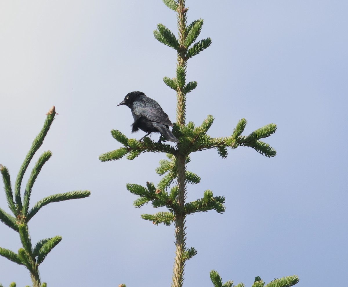 Rusty Blackbird - ML620949295