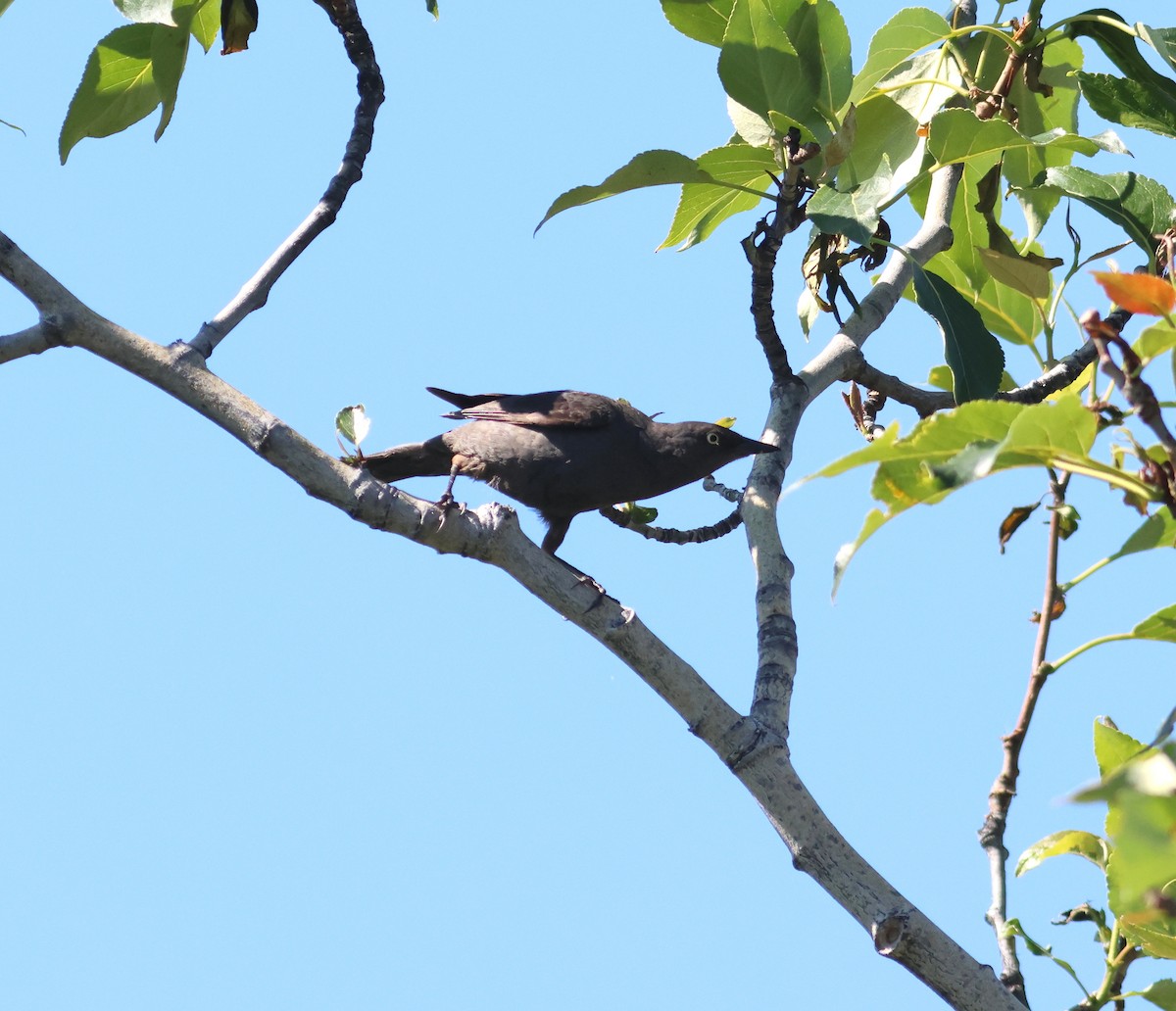 Rusty Blackbird - ML620949297