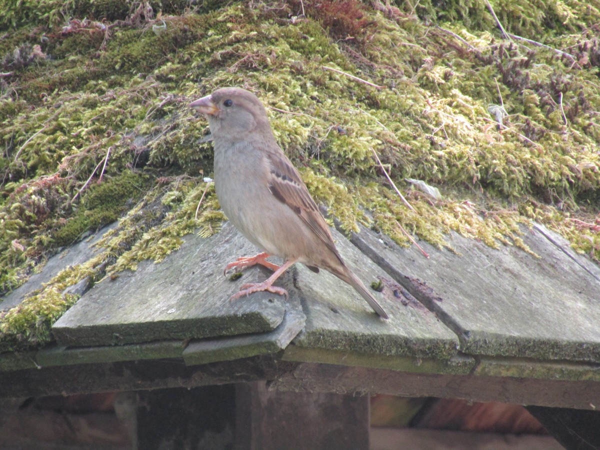 House Sparrow - ML620949353