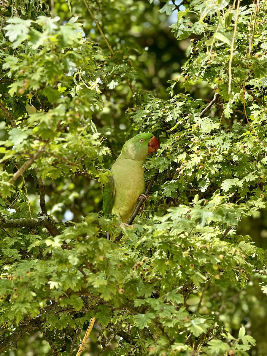 Alexandrine Parakeet - ML620949384
