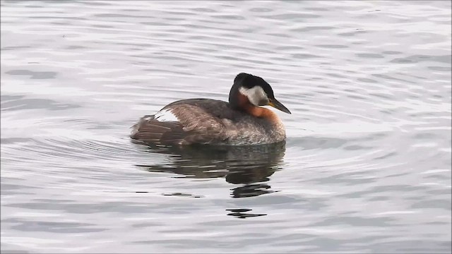 Red-necked Grebe - ML620949453