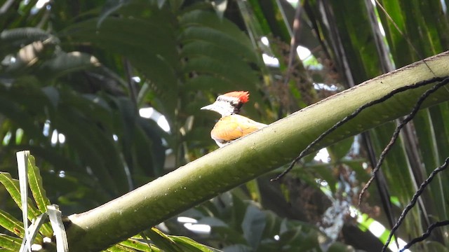 Common Flameback - ML620949687