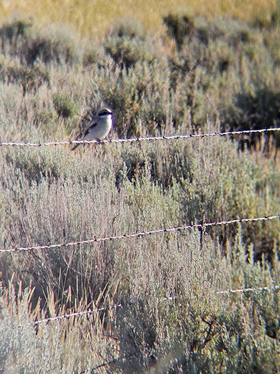 Loggerhead/Northern Shrike - ML620949758