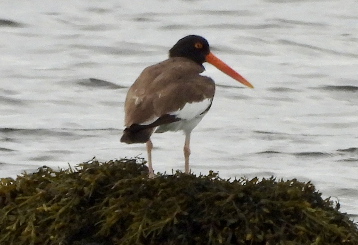 American Oystercatcher - ML620949778