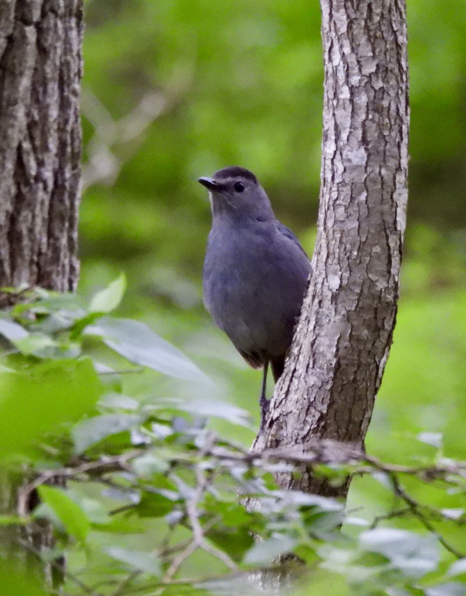 Gray Catbird - ML620949801