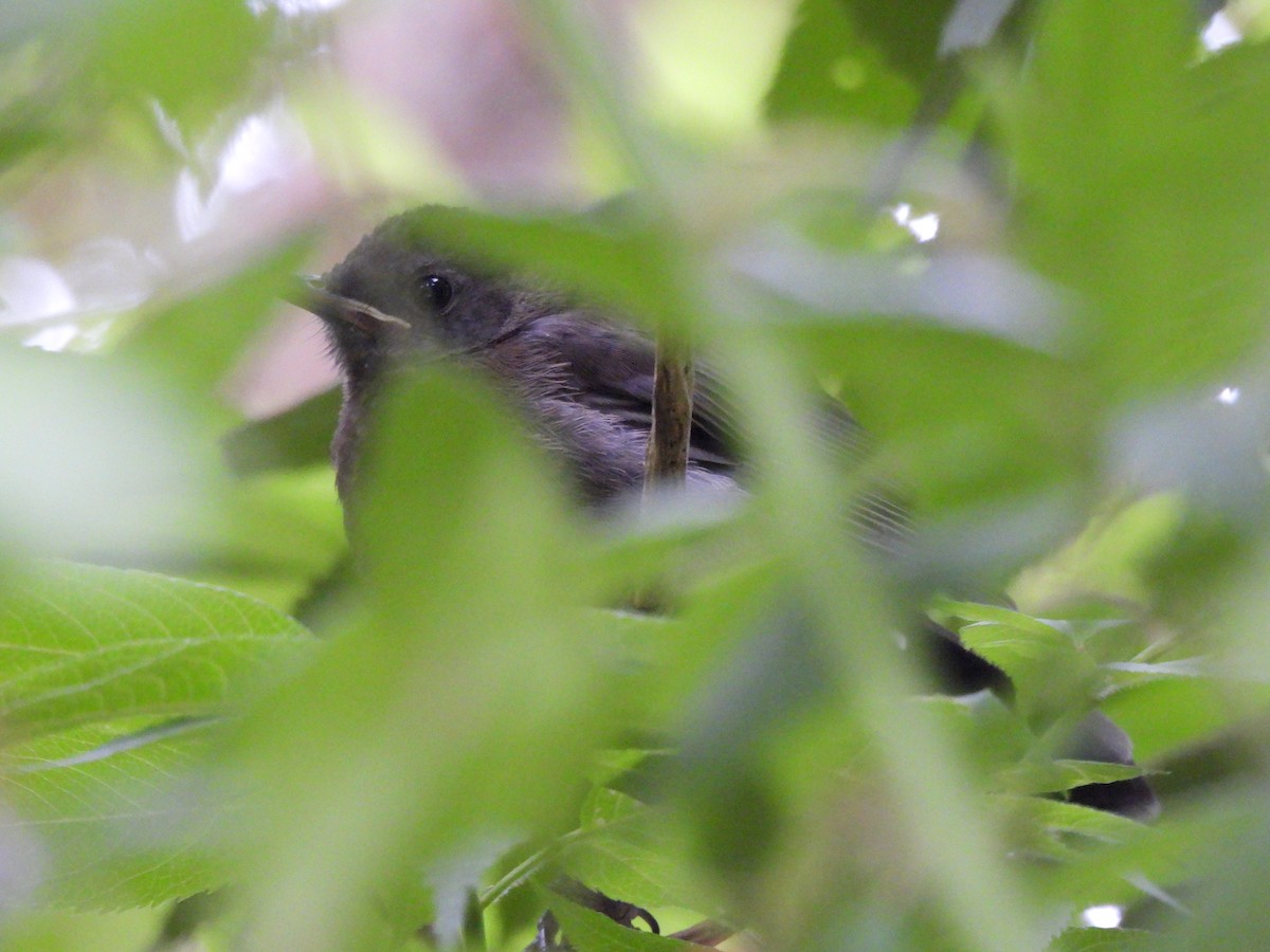 Gray Catbird - ML620949802