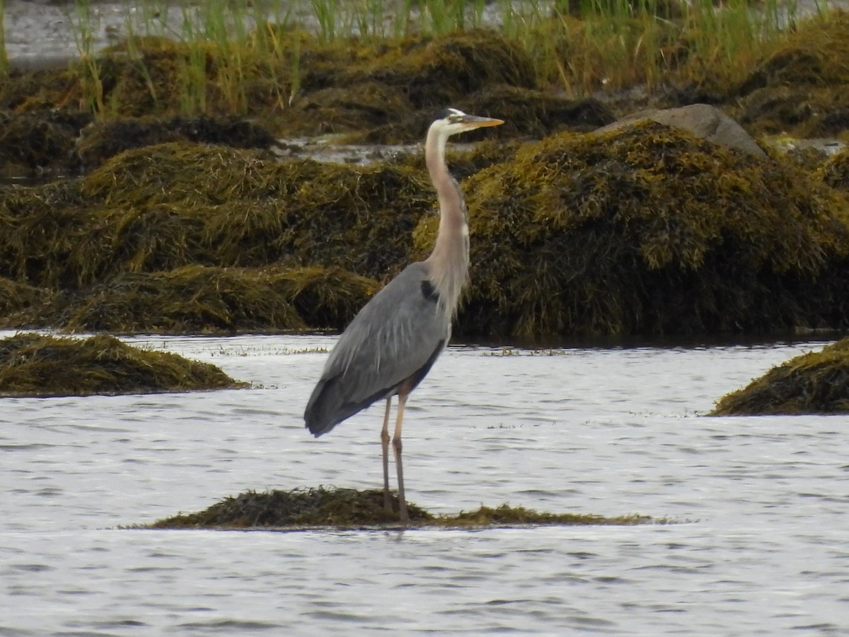 Great Blue Heron - ML620949813