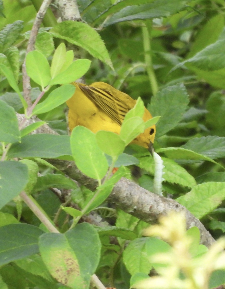 Paruline jaune - ML620949850