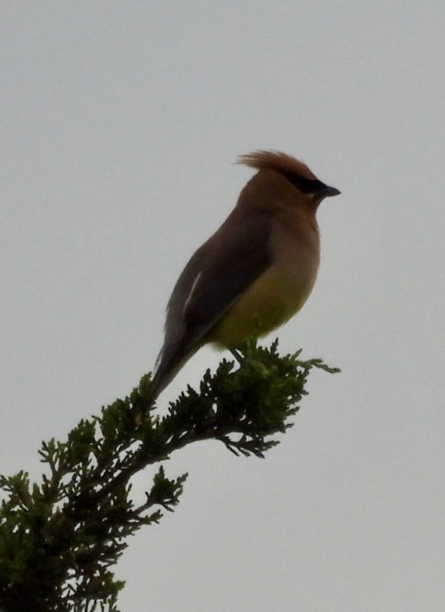 Cedar Waxwing - ML620949869
