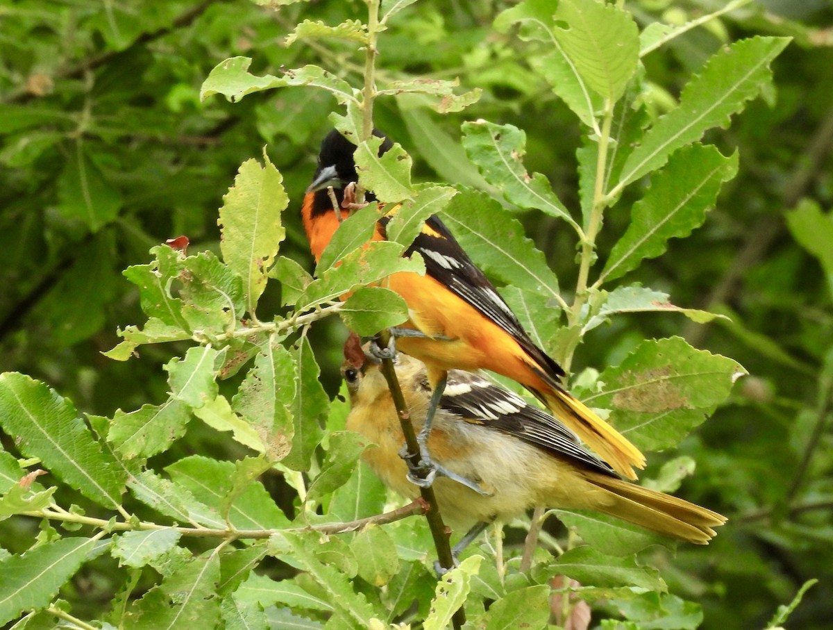 Baltimore Oriole - ML620949903