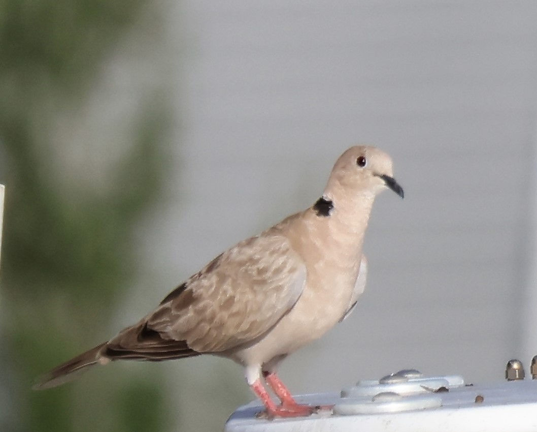 Eurasian Collared-Dove - ML620949928