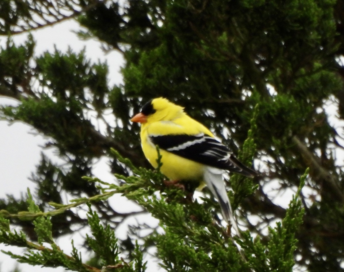 American Goldfinch - ML620949933