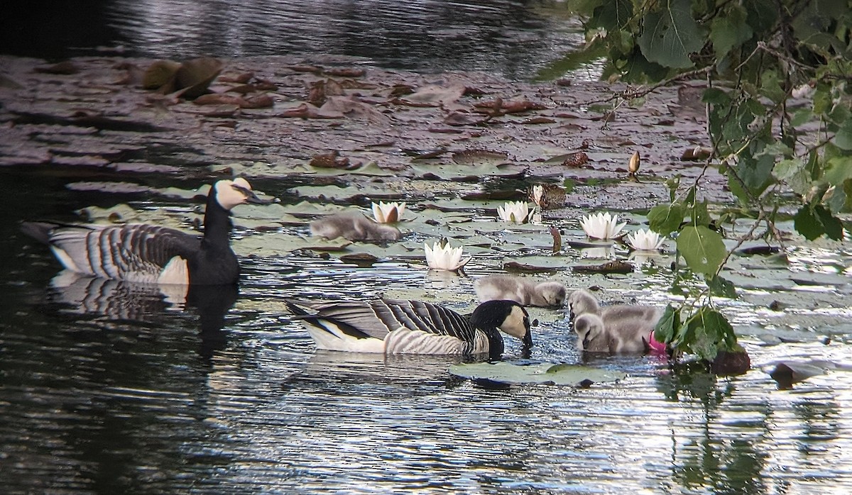 Barnacle Goose - ML620949979