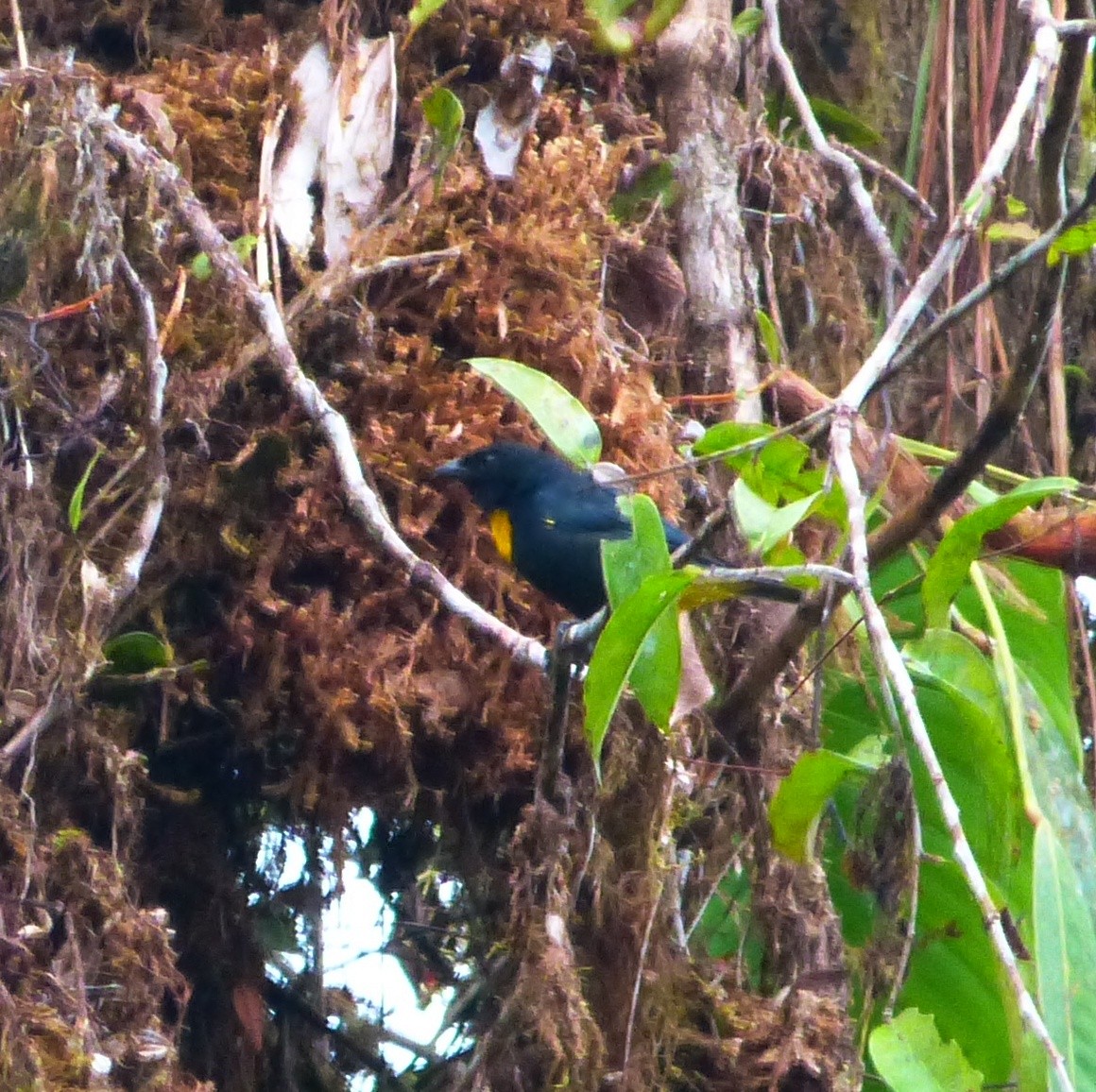 Golden-chested Tanager - ML620950052