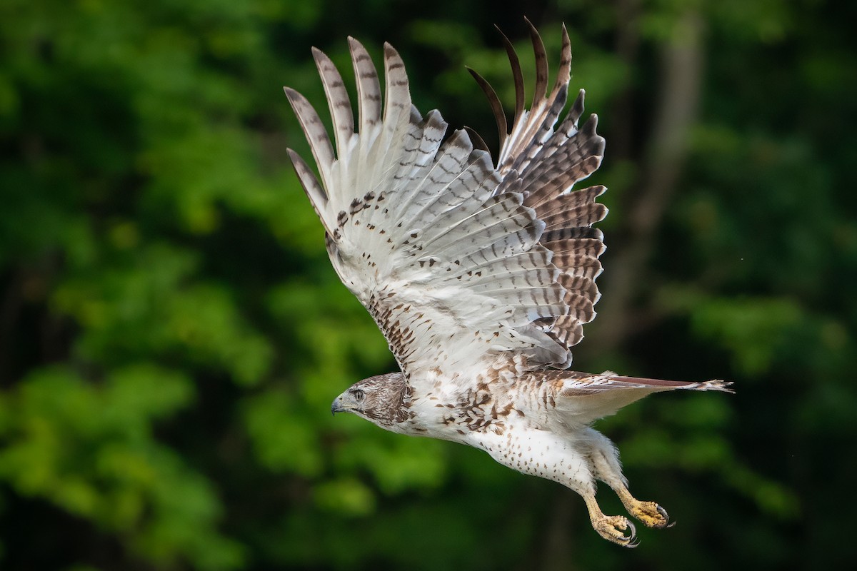 Red-tailed Hawk - ML620950139