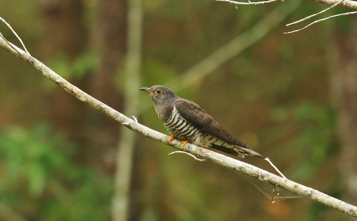 Indian Cuckoo - ML620950251