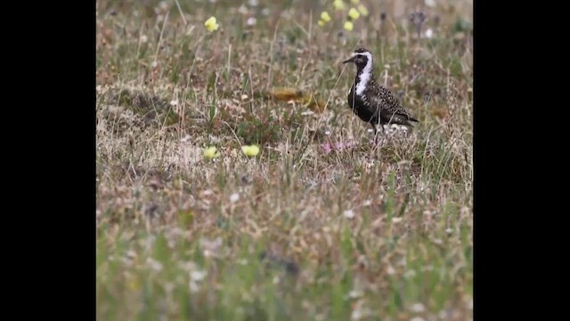 kulík hnědokřídlý - ML620950261