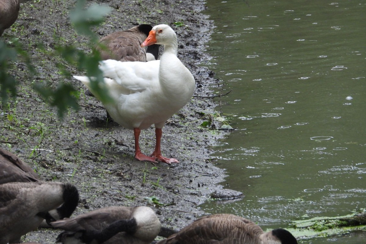 Graylag Goose (Domestic type) - ML620950289