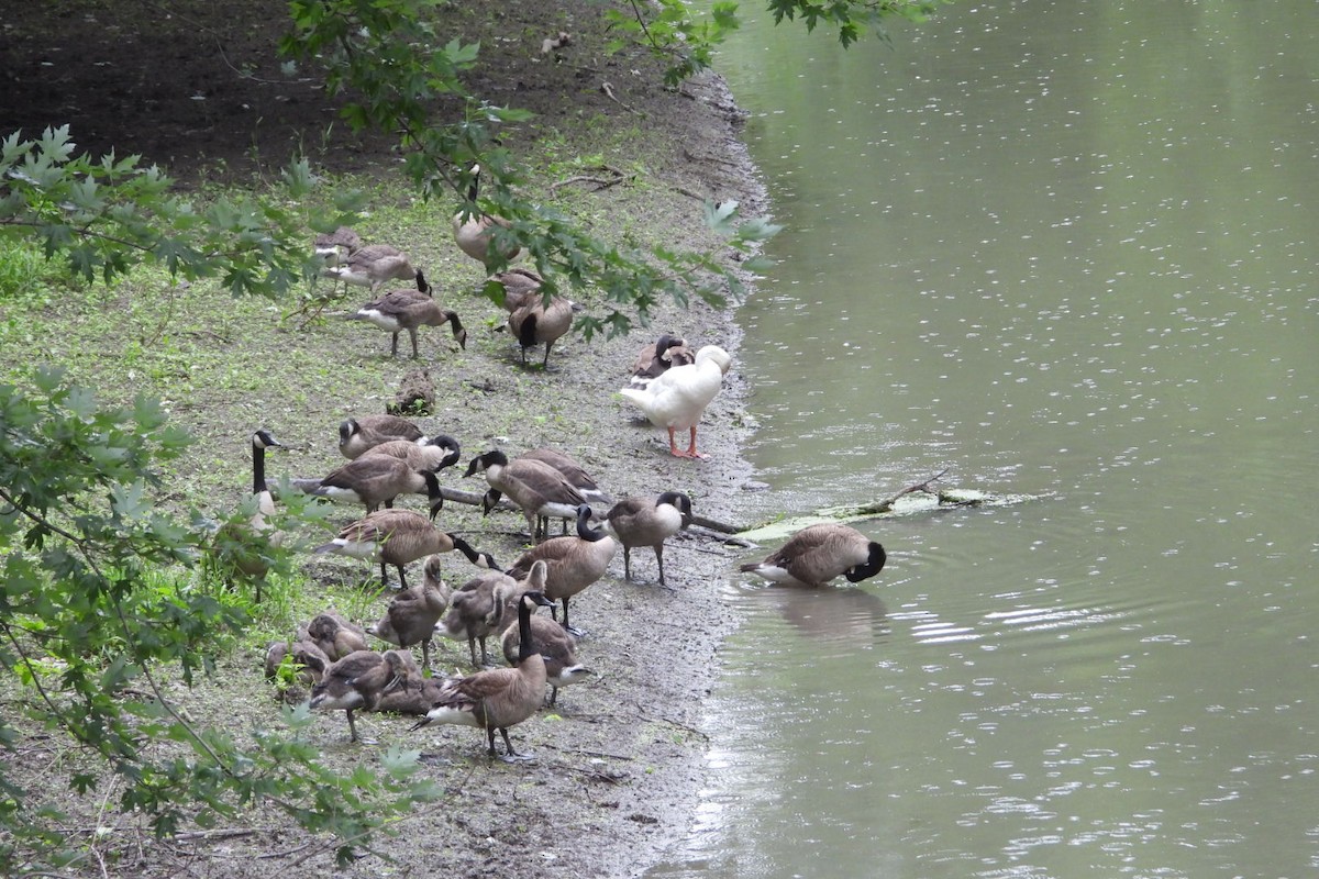 Graylag Goose (Domestic type) - ML620950290