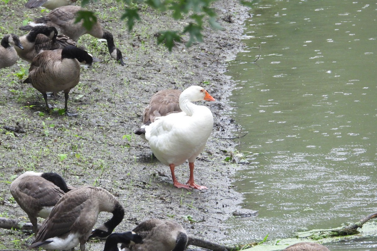 Graylag Goose (Domestic type) - ML620950291