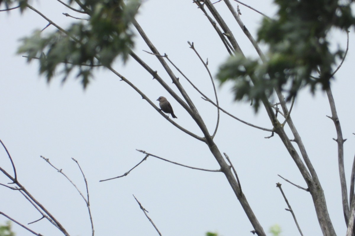 Indigo Bunting - ML620950315