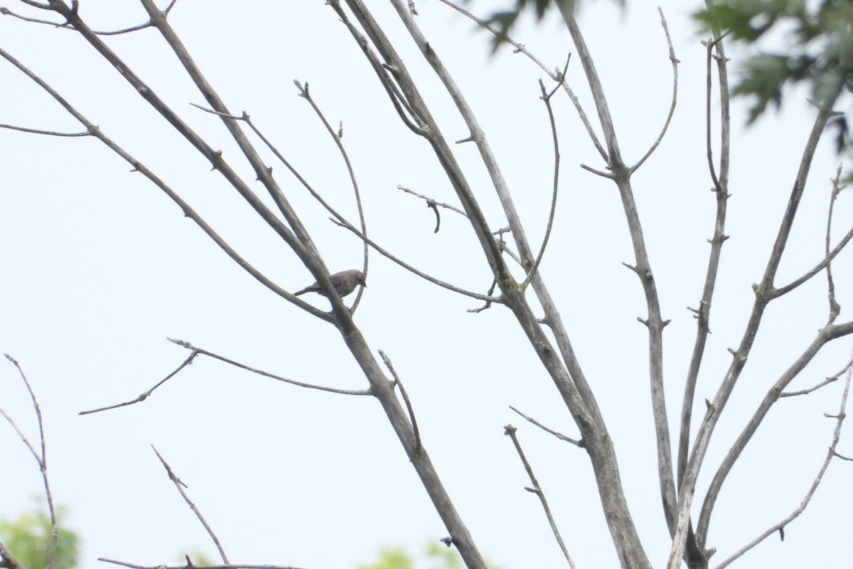 Indigo Bunting - ML620950316