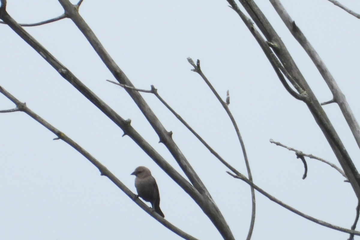 Indigo Bunting - ML620950317