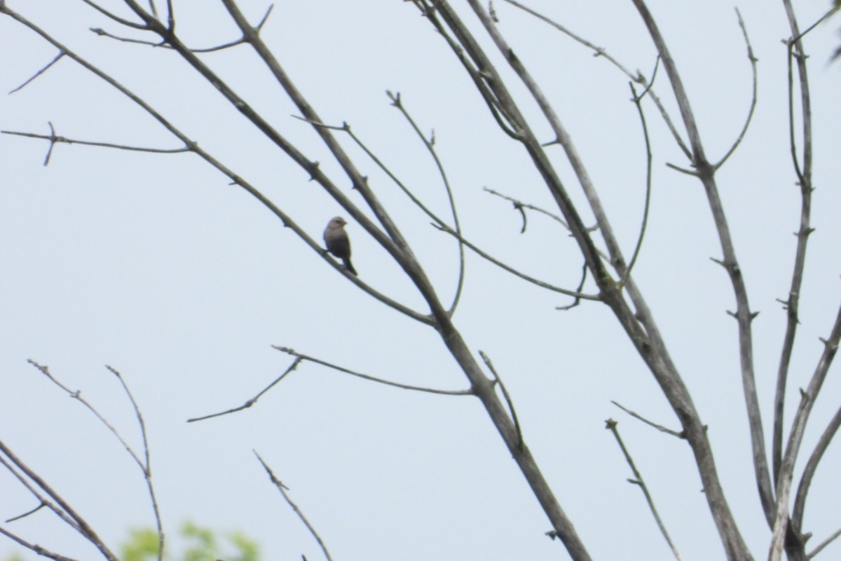 Indigo Bunting - ML620950318