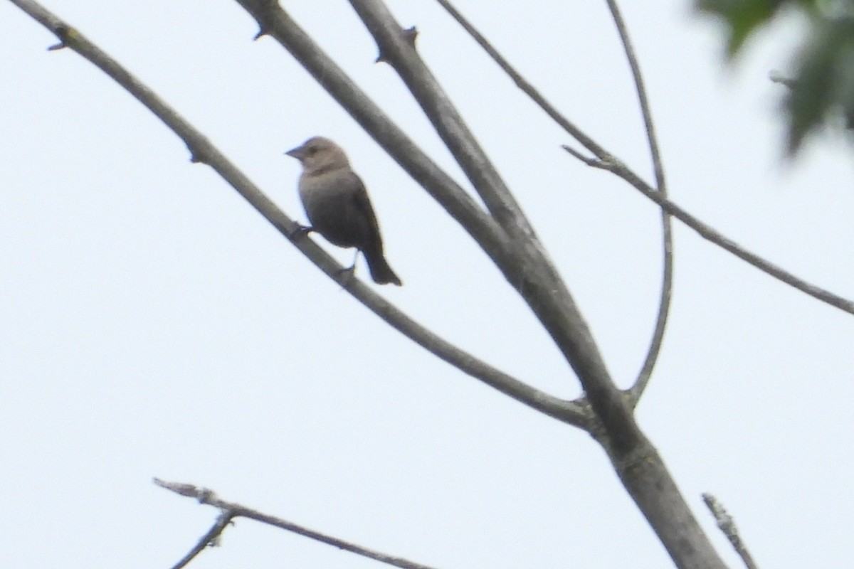 Indigo Bunting - ML620950319