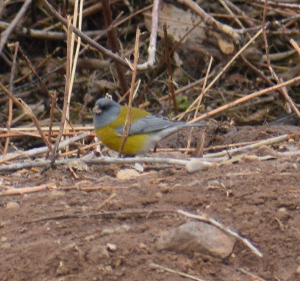 Gray-hooded Sierra Finch - ML620950348