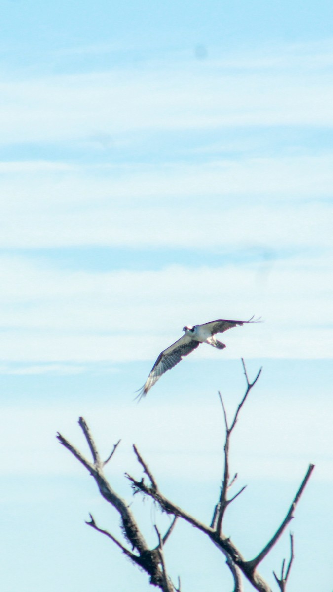 Osprey - Ignacio Gómez Gaffner