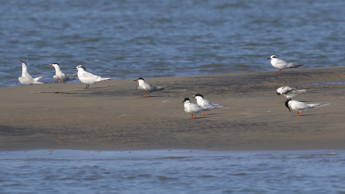 Sandwich Tern (Cabot's) - mario balitbit