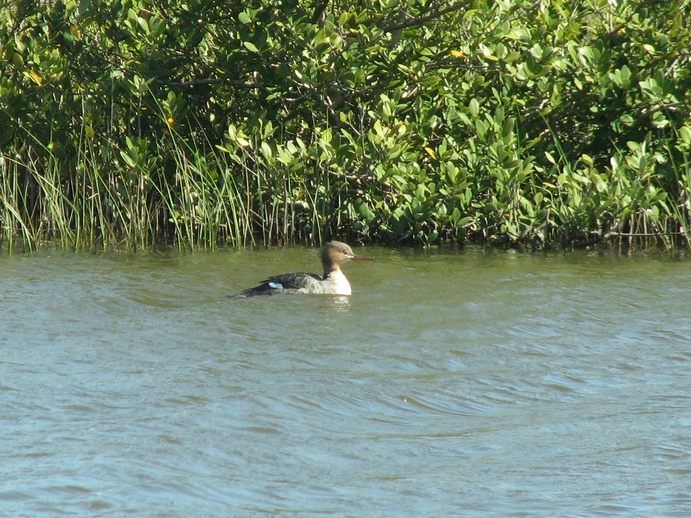 Red-breasted Merganser - ML620950571