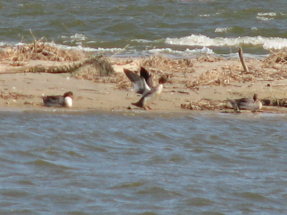 Red-breasted Merganser - ML620950572