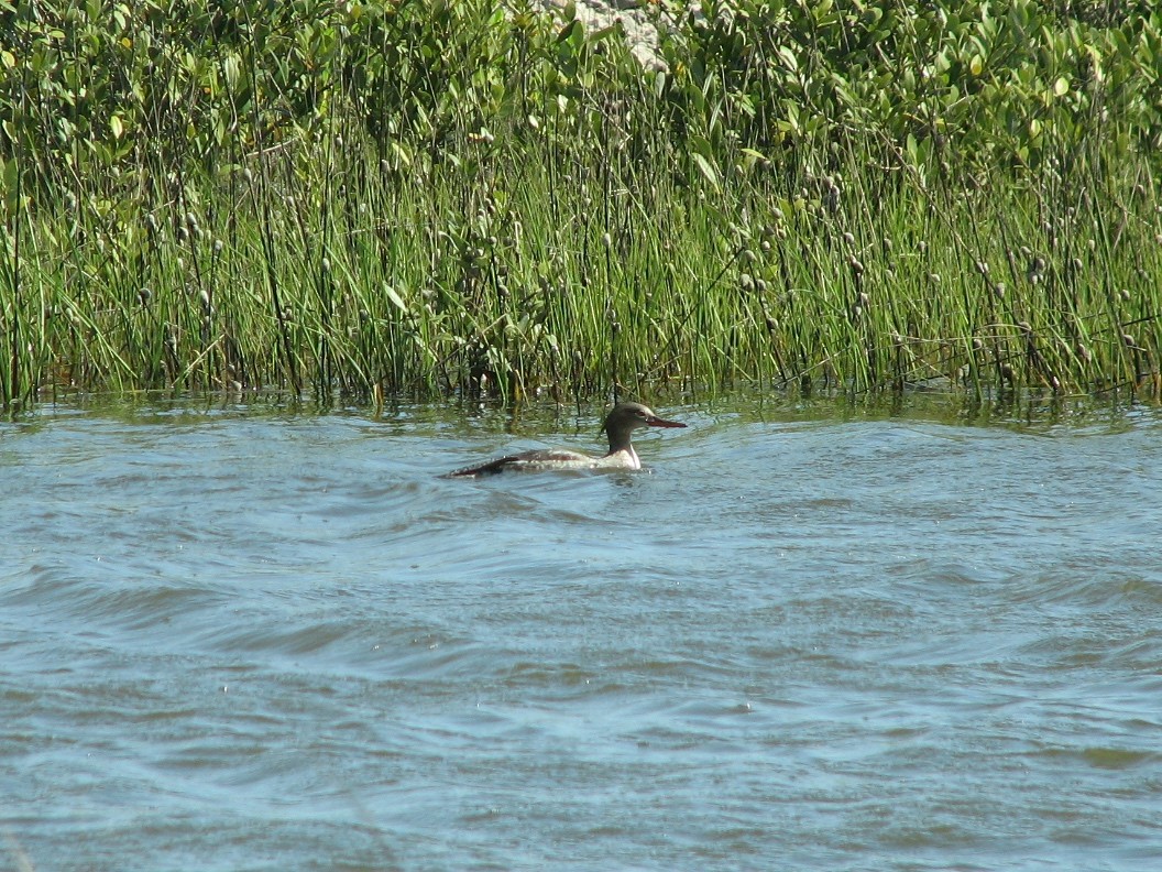 Red-breasted Merganser - ML620950573