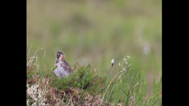 ostružka severní - ML620950583