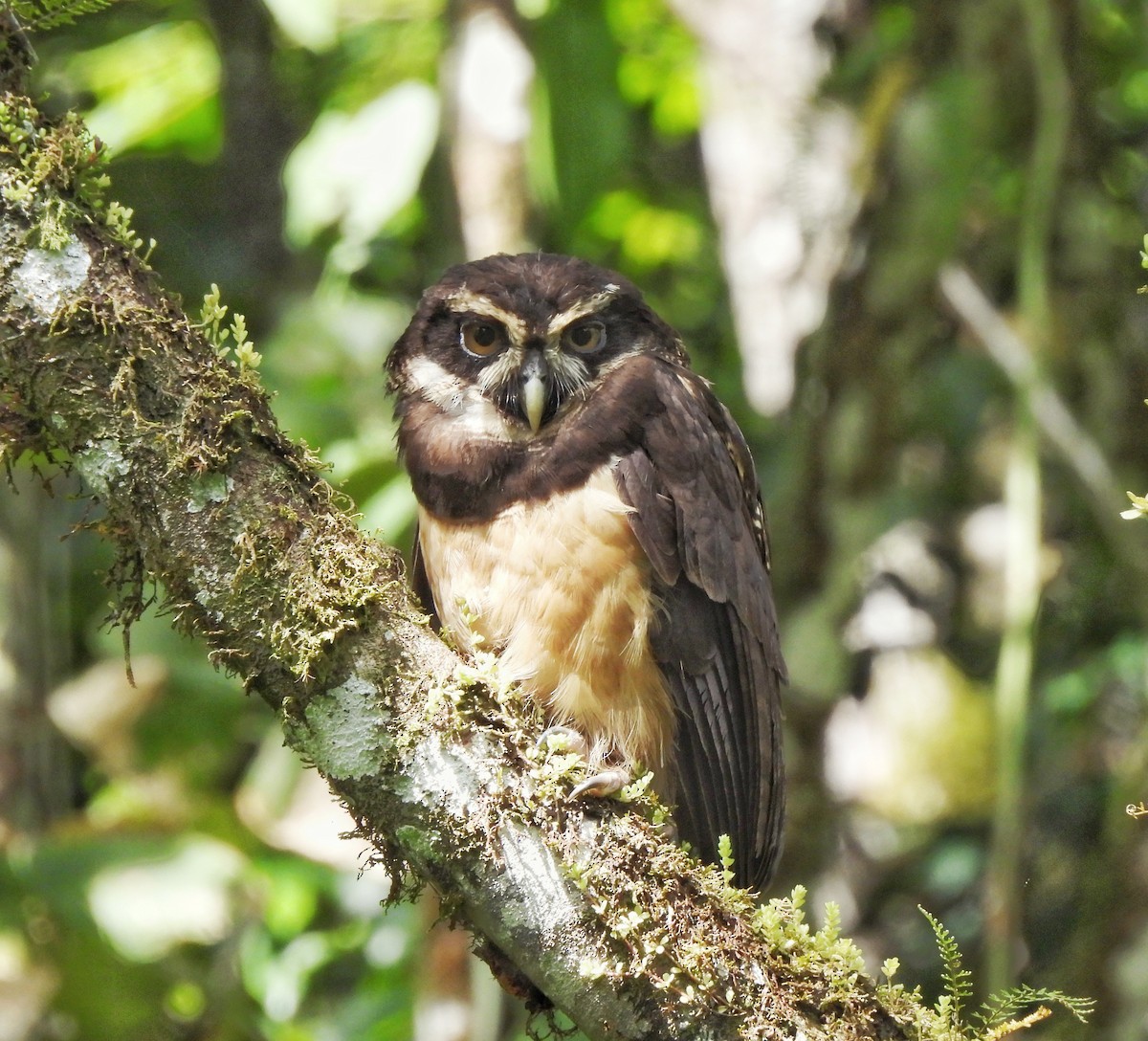 Spectacled Owl - ML620950678