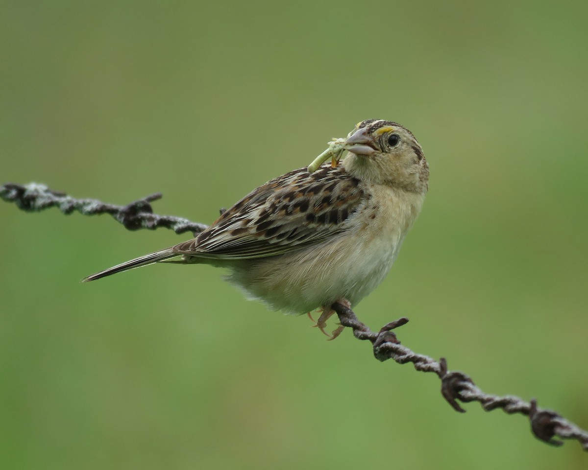 Grasshopper Sparrow - Thomas Schultz