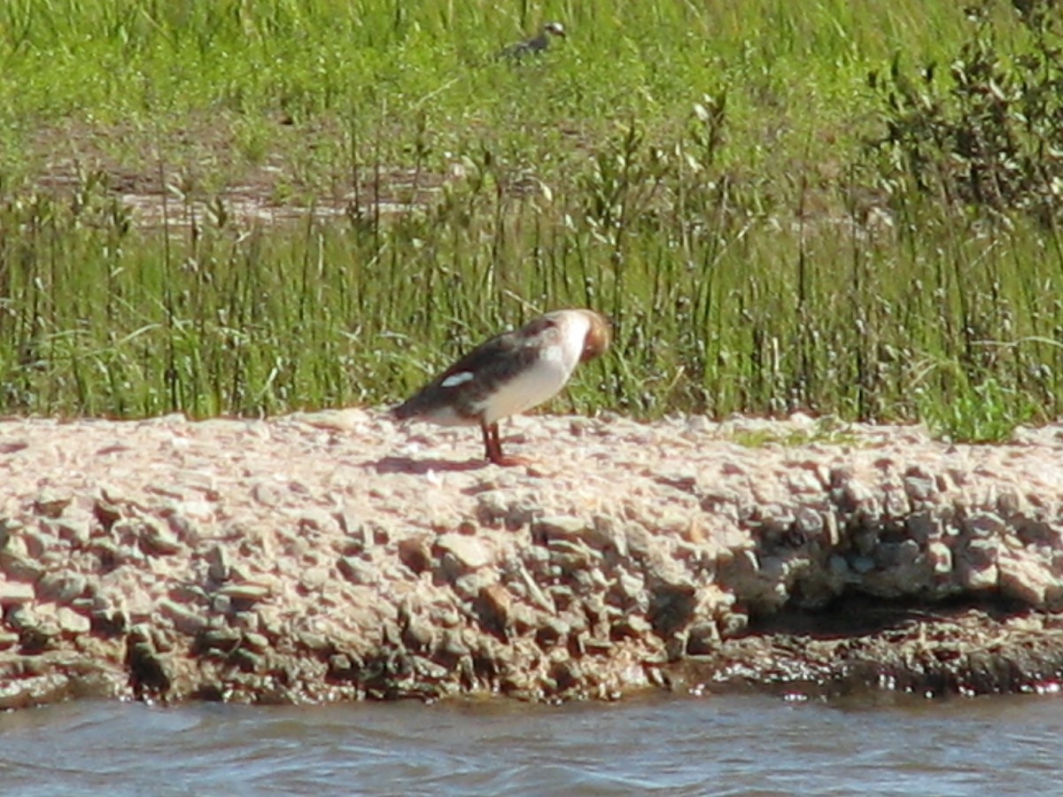 Red-breasted Merganser - ML620950750