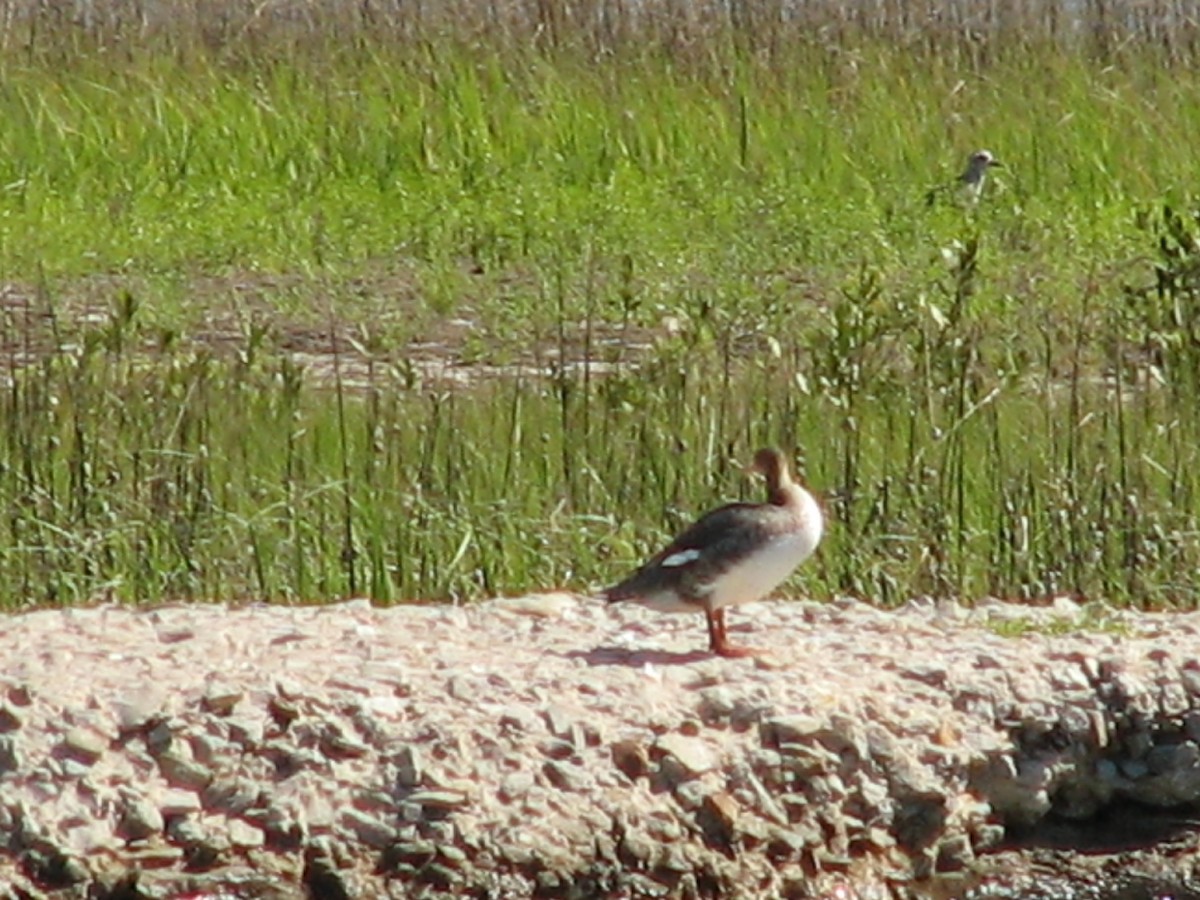 Red-breasted Merganser - ML620950751