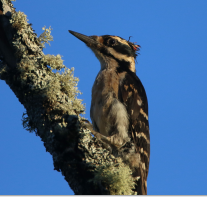 Hairy Woodpecker - ML620950814