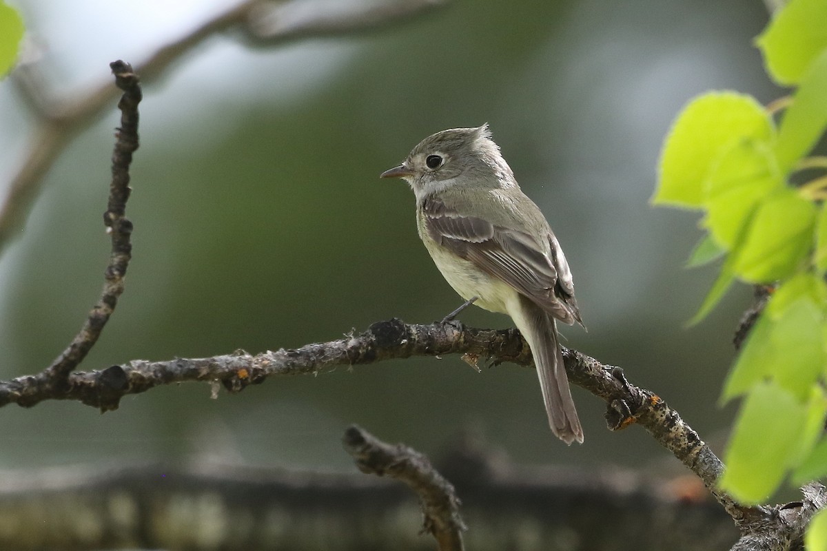 Hammond's Flycatcher - ML620950835