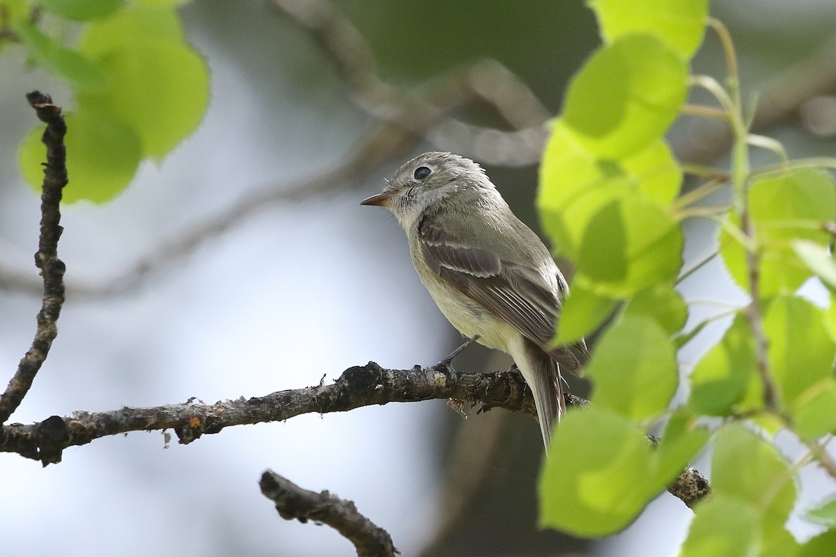 Hammond's Flycatcher - ML620950850