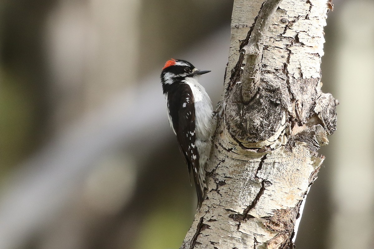 Downy Woodpecker - ML620950862