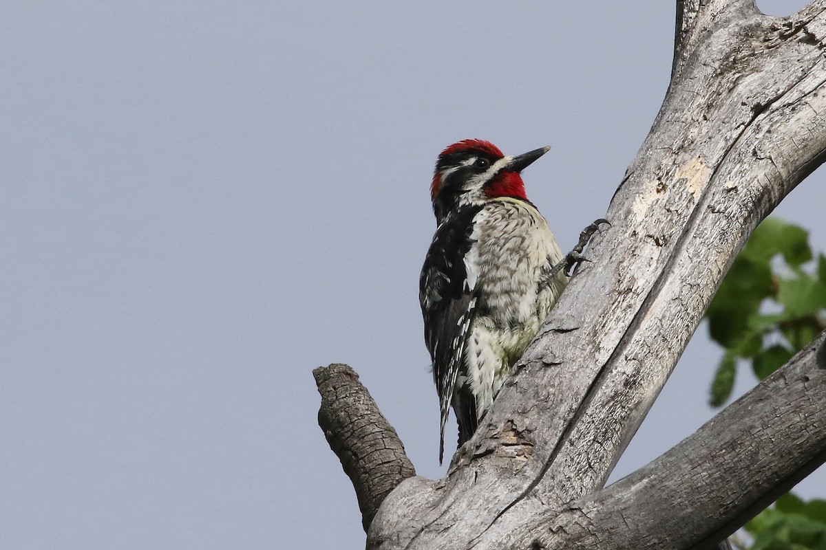 Red-naped Sapsucker - ML620950868