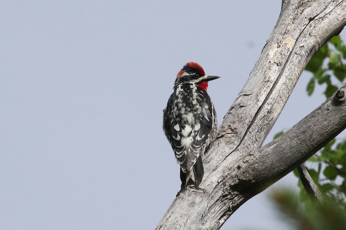 Red-naped Sapsucker - ML620950873