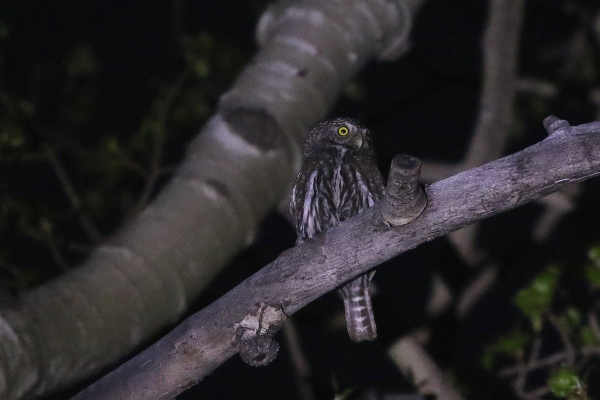 Northern Pygmy-Owl - ML620950898