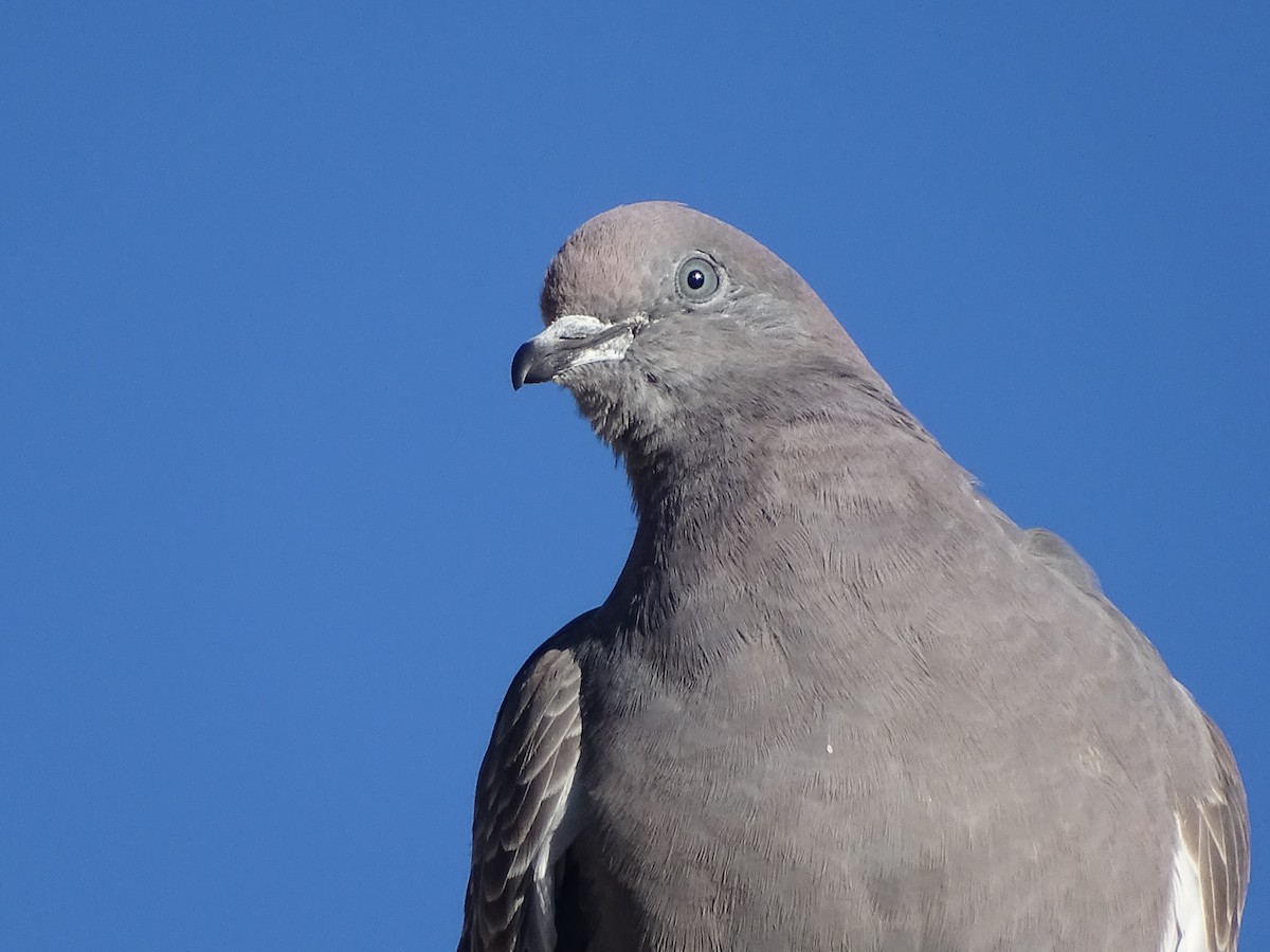 Spot-winged Pigeon - ML620950915