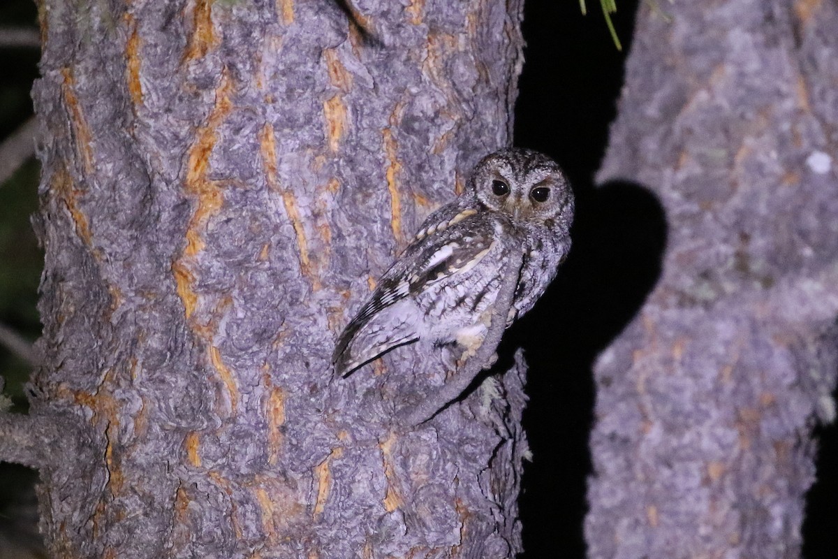 Flammulated Owl - Mark Chavez