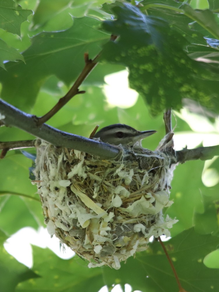 Red-eyed Vireo - Josée Rousseau